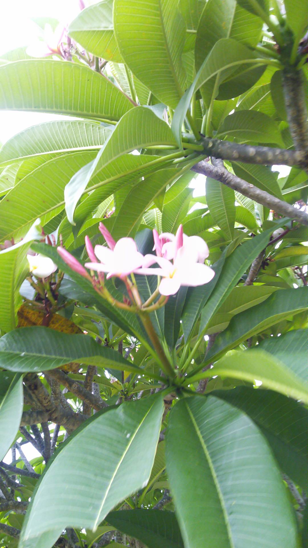 プルメリア大木 売ります